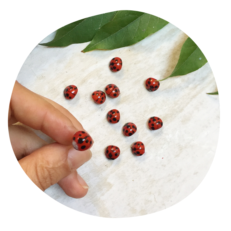 conserve_coccinelle