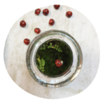 conserve_coccinelle1