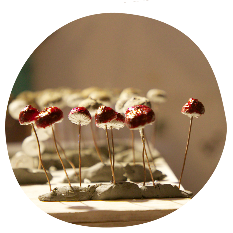 funghi_conserve