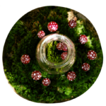 funghi_conserve1